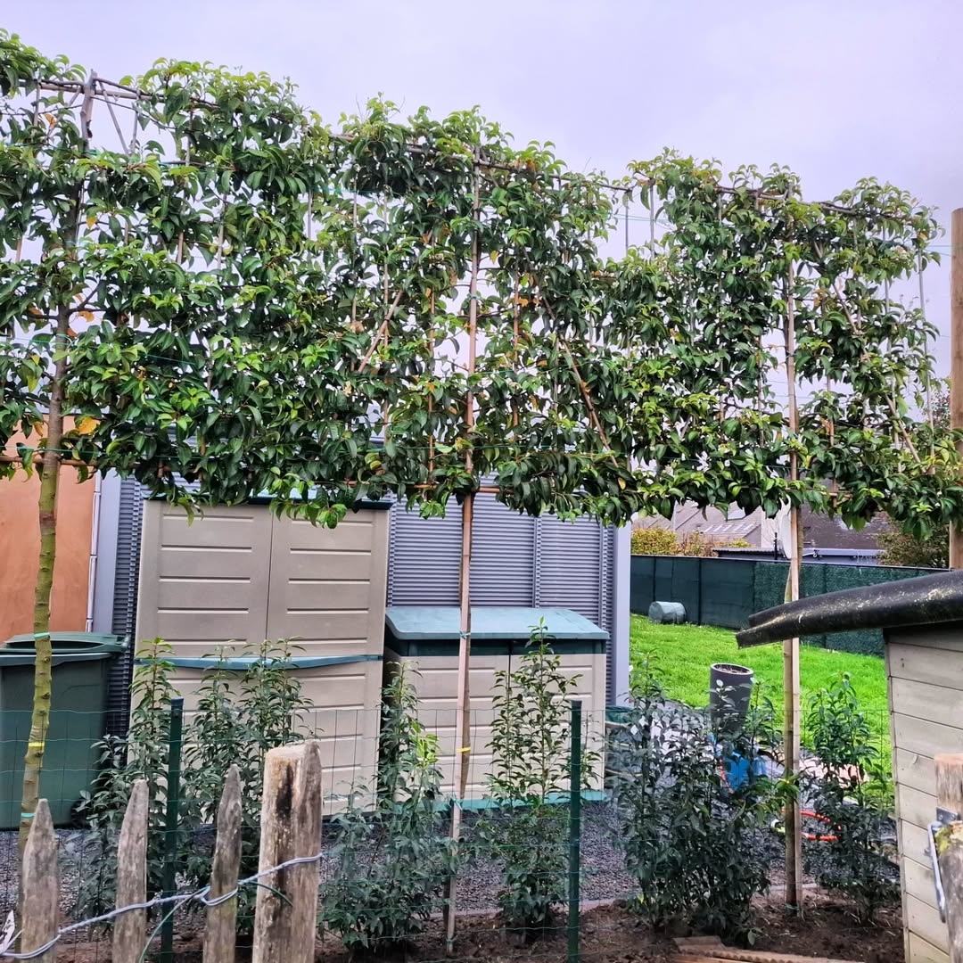 Aanplant van leibomen